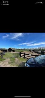 Stalling Blaricum, Dieren en Toebehoren, Stalling en Weidegang, Stalling