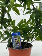 **Passiebloem (Passiflora) - 40 cm hoog in C2, Tuin en Terras, Ophalen, Zomer, Overige soorten, Volle zon