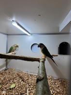 Bewezen kweekkoppel pyrrhura molinae, Dieren en Toebehoren, Meerdere dieren, Parkiet