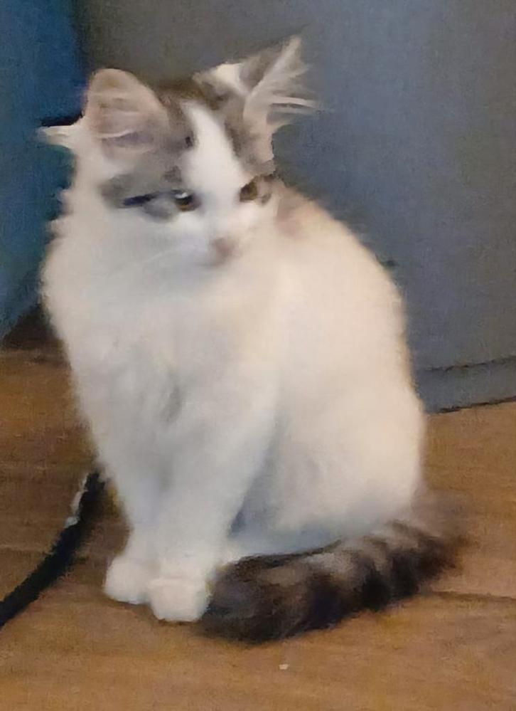 Langharig katertje, Dieren en Toebehoren, Katten en Kittens | Raskatten | Langhaar, Kater, 0 tot 2 jaar, Ontwormd