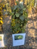 Corylus avellana hazelaar, Tuin en Terras, Ophalen, Overige soorten, Halfschaduw