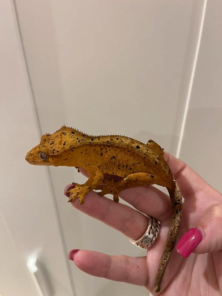 Wimpergekko vrouw superdalmatian