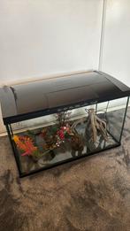Superfish aquarium 100L + allerlei accessoires, Ophalen, Zo goed als nieuw, Leeg aquarium