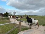 Stalling weidegang paddock paradise pensioen, Stalling