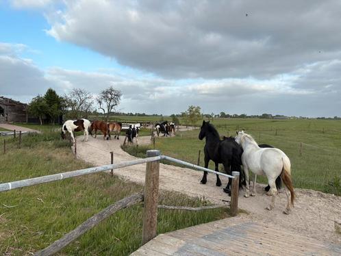 Stalling weidegang paddock paradise pensioen, Dieren en Toebehoren, Stalling en Weidegang, Stalling