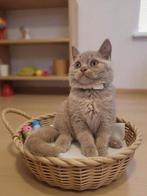 Britse kittens (LAATSTE), Dieren en Toebehoren, Katten en Kittens | Raskatten | Korthaar, Meerdere dieren, Gechipt