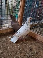 Kleurpostduiven bruinzwartstipper koppel, Dieren en Toebehoren, Meerdere dieren, Postduif