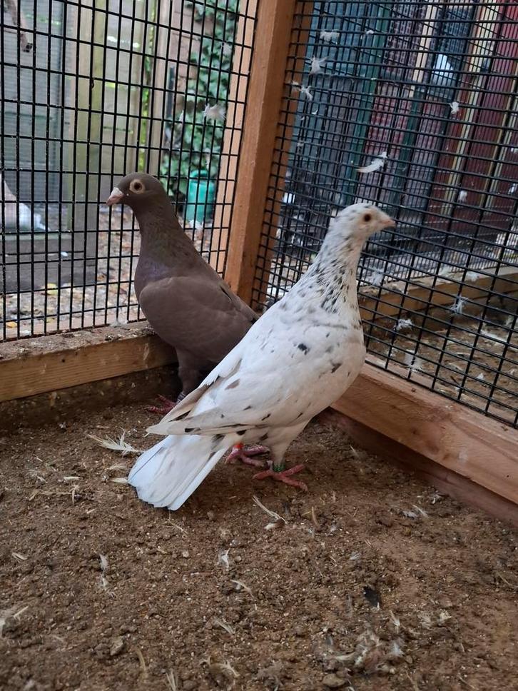 Kleurpostduiven bruinzwartstipper koppel, Dieren en Toebehoren, Vogels | Duiven, Postduif, Meerdere dieren