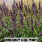 Pennisetum alop. Moudry, Vaste plant, Ophalen of Verzenden