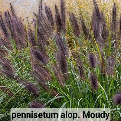 Pennisetum alop. Moudry, Tuin en Terras, Planten | Tuinplanten, Vaste plant, Ophalen of Verzenden