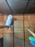 Forpus albino, Dieren en Toebehoren, Vogels | Parkieten en Papegaaien, Mannelijk, Dwergpapegaai of Agapornis, Geringd