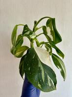 Philodendron White Wizard, Huis en Inrichting, Kamerplanten, Overige soorten, Minder dan 100 cm, Halfschaduw, In pot