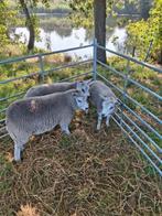 3 Texelaar ooilammeren zwoegervrij, Dieren en Toebehoren, Schapen, Geiten en Varkens, Vrouwelijk, Schaap, 0 tot 2 jaar