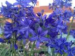 Agapanthus “Lilliput”, miniatuur., Volle zon, Vaste plant, Zomer, Ophalen