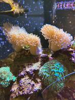 Diverse koralen te koop, Dieren en Toebehoren, Ophalen, Nieuw, Overige typen