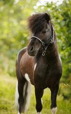 AMHA NMPRS 4 jarige hengst -  zwart bont - Zadelmak!, Dieren en Toebehoren, Pony's, Gechipt, A pony (tot 1.17m), 3 tot 6 jaar