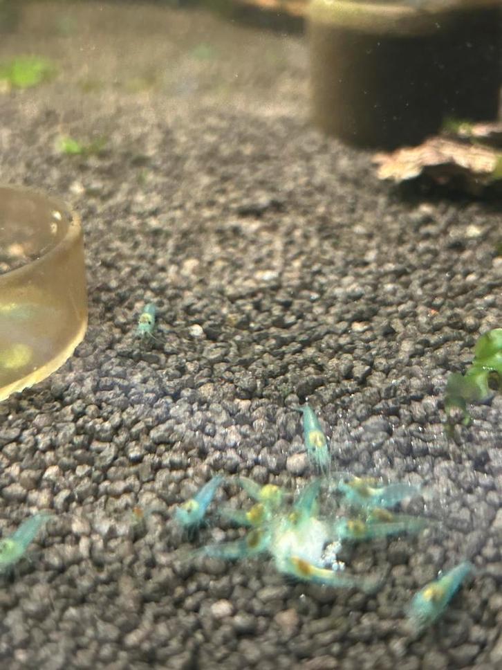 Blue jelly neocaridina garnalen, Dieren en Toebehoren, Vissen | Aquariumvissen, Zoetwatervis, Kreeft, Krab of Garnaal, Schoolvis