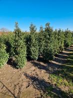 Portugese Laurier, Tuin en Terras, Planten | Bomen, Bloeit niet, Halfschaduw, 100 tot 250 cm, Overige soorten
