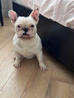 Franse Bulldog gezocht. Waar is Ducatti?, Dieren en Toebehoren, Reu, CDV (hondenziekte), 1 tot 2 jaar, Bulldog