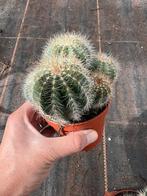 Notocactus Magnificos, Tuin en Terras, Planten | Tuinplanten, Ophalen of Verzenden, Overige soorten, Volle zon