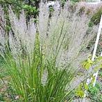 Calamagrostis brachytricha, siergras, Ophalen, Volle zon, Vaste plant, Siergrassen