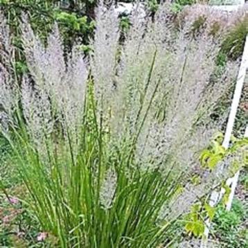 Calamagrostis brachytricha, siergras beschikbaar voor biedingen