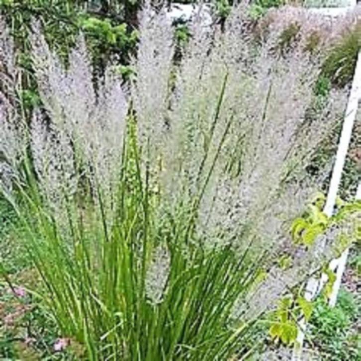 Calamagrostis brachytricha, siergras, Tuin en Terras, Planten | Tuinplanten, Vaste plant, Siergrassen, Volle zon, Zomer, Ophalen