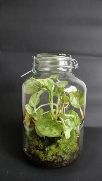 Terrarium planten, eco systeem, vaas, weckpot.