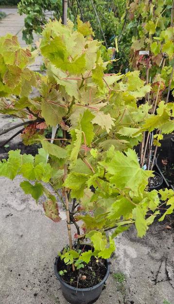 vitis blauwe druif pitloos beschikbaar voor biedingen