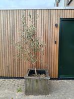 Olijf boom, olive tree, Overige soorten, 100 tot 250 cm, Zomer, Ophalen