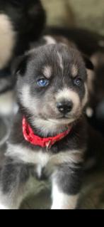 Prachtige husky pups, Dieren en Toebehoren, Honden | Niet-rashonden, 8 tot 15 weken, Meerdere, Meerdere dieren, Nederland