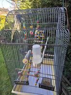 Vogol parkiet, Dieren en Toebehoren, Mannelijk, Parkiet