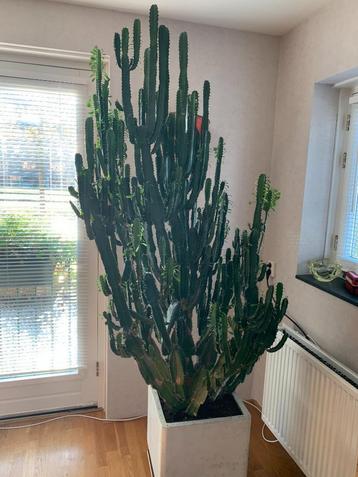  Cactus Euphorbia  beschikbaar voor biedingen