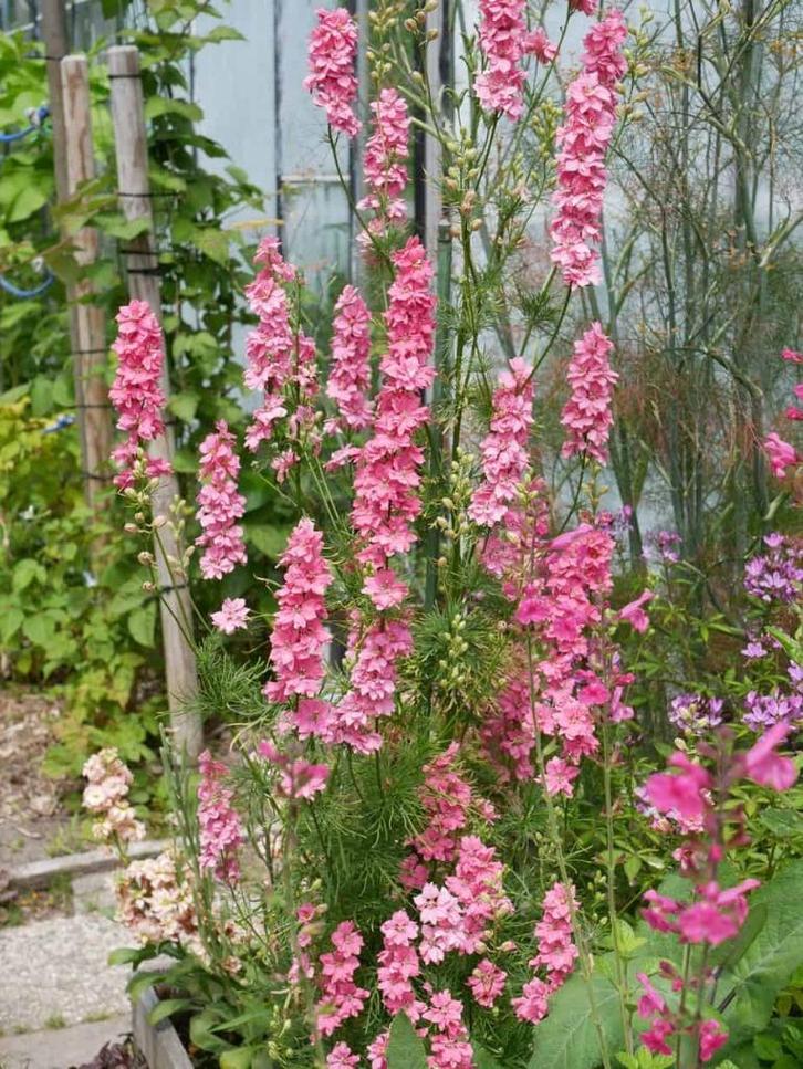 Zaden Delphinium consolida roze, Tuin en Terras, Bloembollen en Zaden, Volle zon, Verzenden