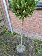 bol conifeer zie foto, Tuin en Terras, Ophalen, Bloeit niet, Halfschaduw, Bolboom