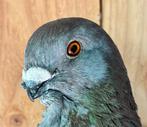 Balear doffer, Dieren en Toebehoren, Vogels | Duiven, Mannelijk, Kropper