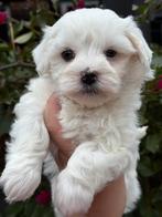 Mini Maltezer pups, Dieren en Toebehoren, Maltezer, CDV (hondenziekte), 8 tot 15 weken, Meerdere