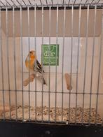 Putter bastaard man, Mannelijk, Bastaard