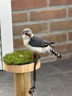 Afrikaanse dwergvalk Tarsel, Dieren en Toebehoren, Vogels | Overige Vogels, Mannelijk, Roofvogel, Geringd