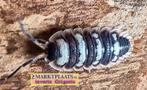 Porcellio sp. Antalya, isopods / pissebedden, Overige soorten