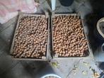 Te koop, walnoten, Diversen, Levensmiddelen, Ophalen