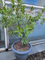 Keukenlaurier in pot, Ophalen, Laurier, Struik, 100 tot 250 cm