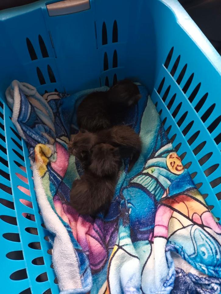 Kitten, Dieren en Toebehoren, Overige Dieren, Geslacht onbekend, Januari