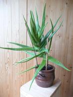 Mooie grote 57 cm Aloe Vera plant, kamerplant (3 stuks), Minder dan 100 cm, Halfschaduw, Ophalen
