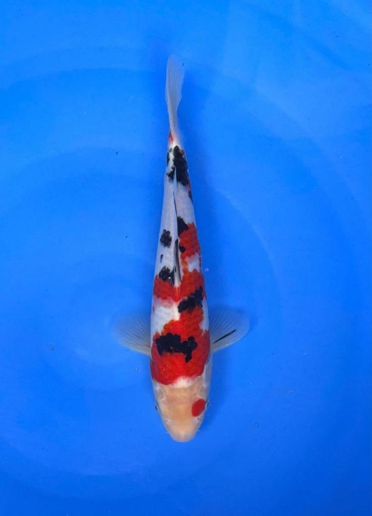 HQ Jumbo Tosai van Izumiya | Koikarpers  | Tosai vissen, Dieren en Toebehoren, Vissen | Vijvervissen, Karper of Koi