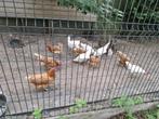 Legkippen, Dieren en Toebehoren, Pluimvee, Vrouwelijk, Kip