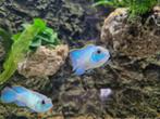 Update stocklist aquarium afdeling de Watermolen, Dieren en Toebehoren, Vissen | Aquariumvissen, Vis, Zoetwatervis, Schoolvis