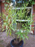 Grote bloeiende witte Oleander te koop, Ophalen, Zomer, Overige soorten, Halfschaduw