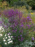 Verbena 'Purple Haze', Ophalen, Volle zon, Vaste plant, Kruiden