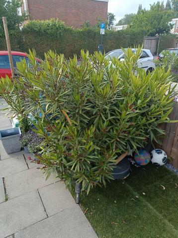 2 grote oleanders rood beschikbaar voor biedingen